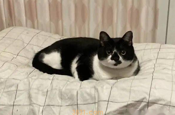 猫主子站空碗前催放饭,奴才叹:不要刚吃完就给我失忆啊!(图7)