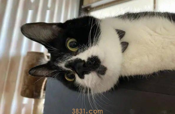 猫主子站空碗前催放饭,奴才叹:不要刚吃完就给我失忆啊!(图8)