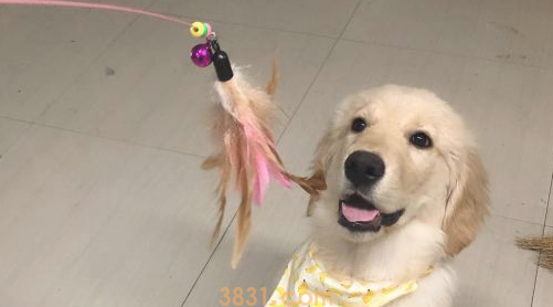 给金毛买来许多玩具,可是它只喜欢逗猫棒,原来是因为……(图1)