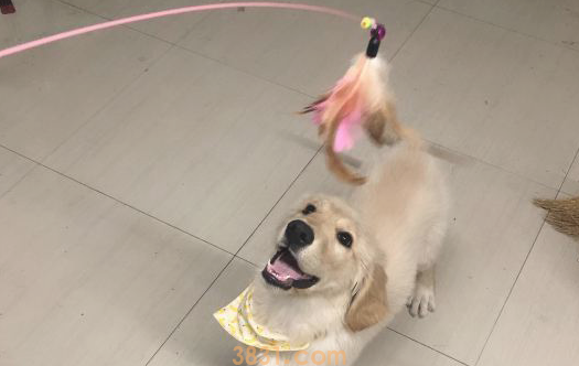 给金毛买来许多玩具,可是它只喜欢逗猫棒,原来是因为……(图2)