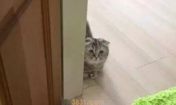家里养了个“醋坛子”,女主人爱抚小猫时,它躲在墙角偷瞄嫉妒(图1)