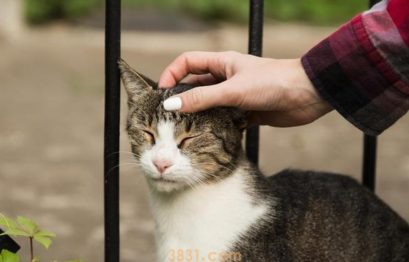 夜晚散步被流浪猫绊住,再往前猫就挠人了(图1)