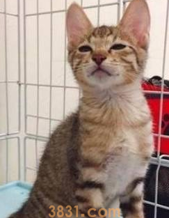 奶凶奶凶的猫咪,别人一碰就上嘴咬:别碰我,我很凶的!(图1)