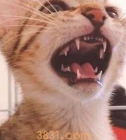 奶凶奶凶的猫咪,别人一碰就上嘴咬:别碰我,我很凶的!(图2)