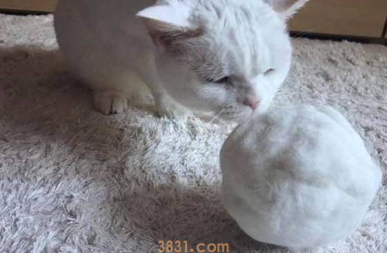 猫主子没见过雪,铲屎官用脱落的猫毛团雪球,网友:龙珠?(图1)