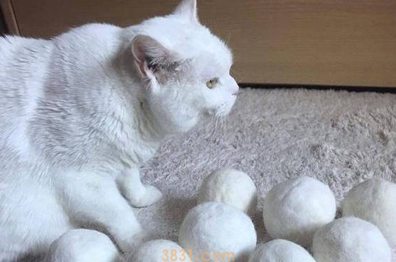 猫主子没见过雪,铲屎官用脱落的猫毛团雪球,网友:龙珠?(图2)