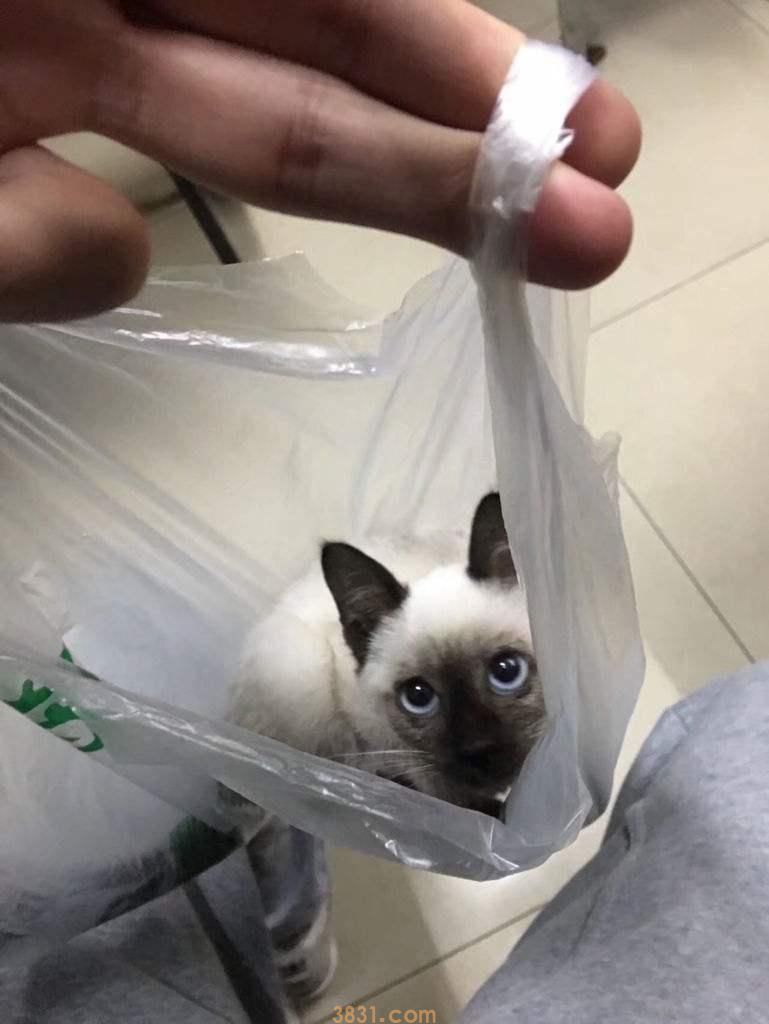 养了暹罗猫之后会真香,毕竟谁不想独一无二呢?(图2)