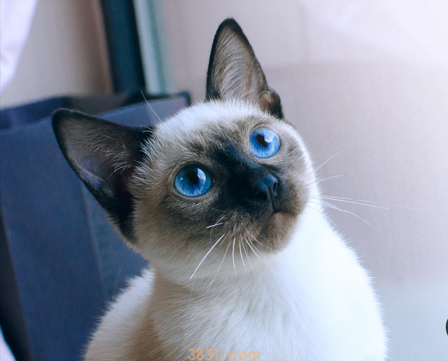 养了暹罗猫之后会真香,毕竟谁不想独一无二呢?(图4)