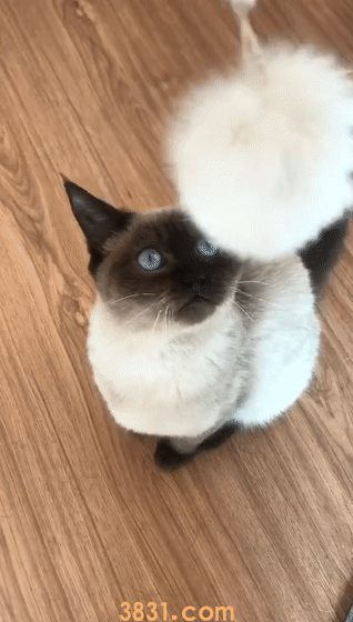 养了暹罗猫之后会真香,毕竟谁不想独一无二呢?(图5)