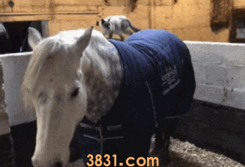 养了暹罗猫之后会真香,毕竟谁不想独一无二呢?(图6)