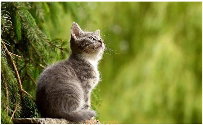 女子被小区流浪猫抓伤,喂猫者和物业要担责?(图1)