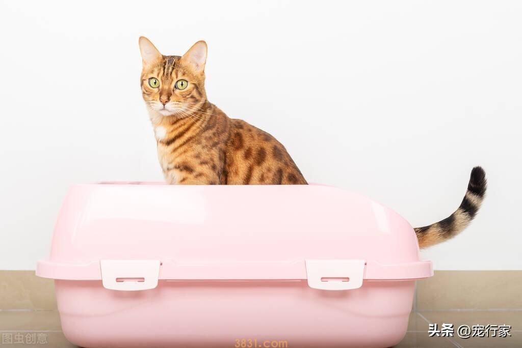 猫咪正常情况下多久排一次便?什么样的排便频率是有问题的?(图1)