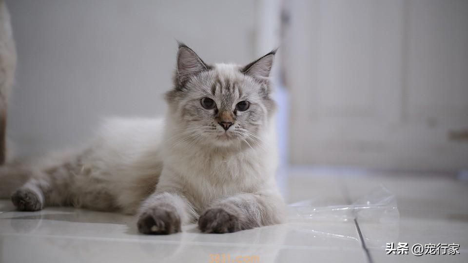 猫咪正常情况下多久排一次便?什么样的排便频率是有问题的?(图3)