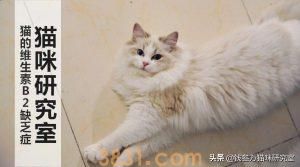 猫出现这6个症状就可能缺维生素b2(什么原因可能导致维生素B2的缺乏?)(图1)