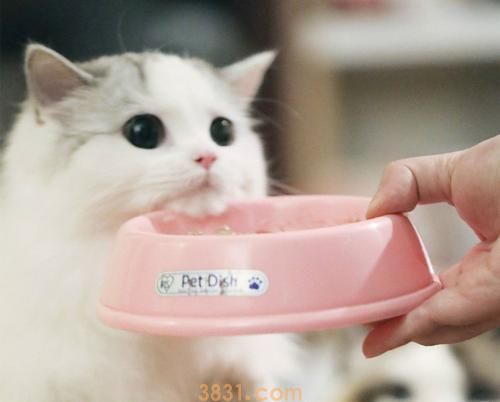 猫咪挑食,不吃猫粮怎么办?这几个方法可以帮到你!(图1)