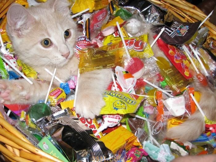 猫咪挑食,不吃猫粮怎么办?这几个方法可以帮到你!(图3)