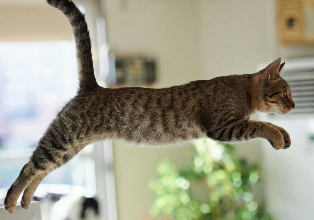 猫咪挑食,不吃猫粮怎么办?这几个方法可以帮到你!(图4)