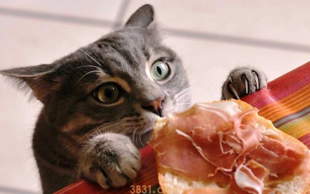 猫咪挑食,不吃猫粮怎么办?这几个方法可以帮到你!(图6)