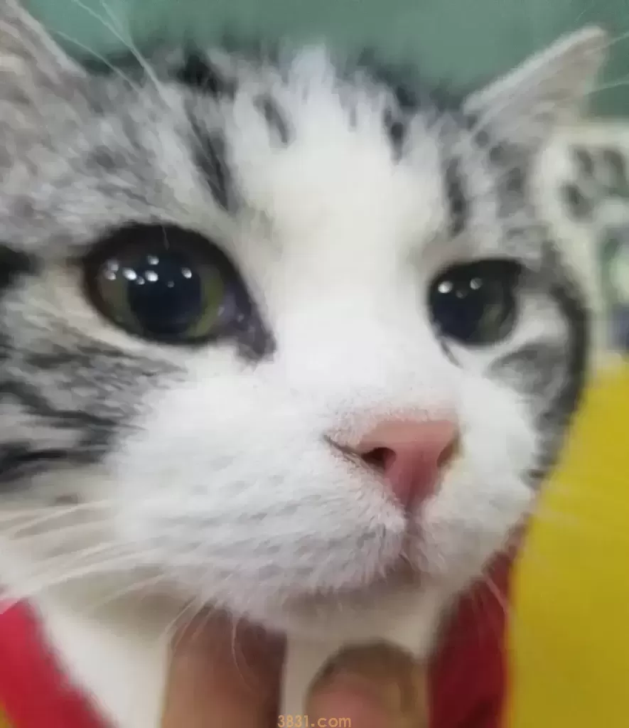 猫粮怎么喂?应给猫喂多少饮食?每天喂猫粮的次数(图1)