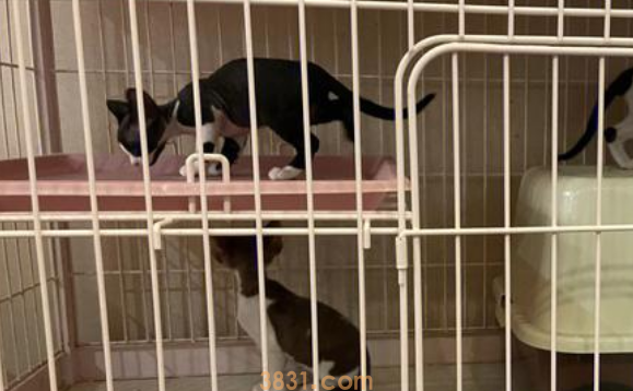 笼养猫咪会恨你吗?它可能会疏远你 笼养猫咪会恨你吗?它可能会疏远你