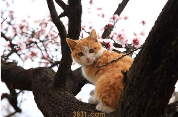 猫死了为什么要挂在树上?宠物逝世,主人这么做,它才干更安心! 猫死了为什么要挂在树上?宠物逝世,主人这么做,它才干更安心!