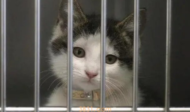 笼养猫咪会恨你吗?它可能会疏远你 笼养猫咪会恨你吗?它可能会疏远你