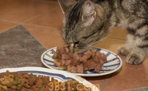 为什么猫咪吃多了零食罐会挑食?什么是主食罐,什么是零食罐?(图2)