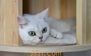 为什么猫咪吃多了零食罐会挑食?什么是主食罐,什么是零食罐?(图5)