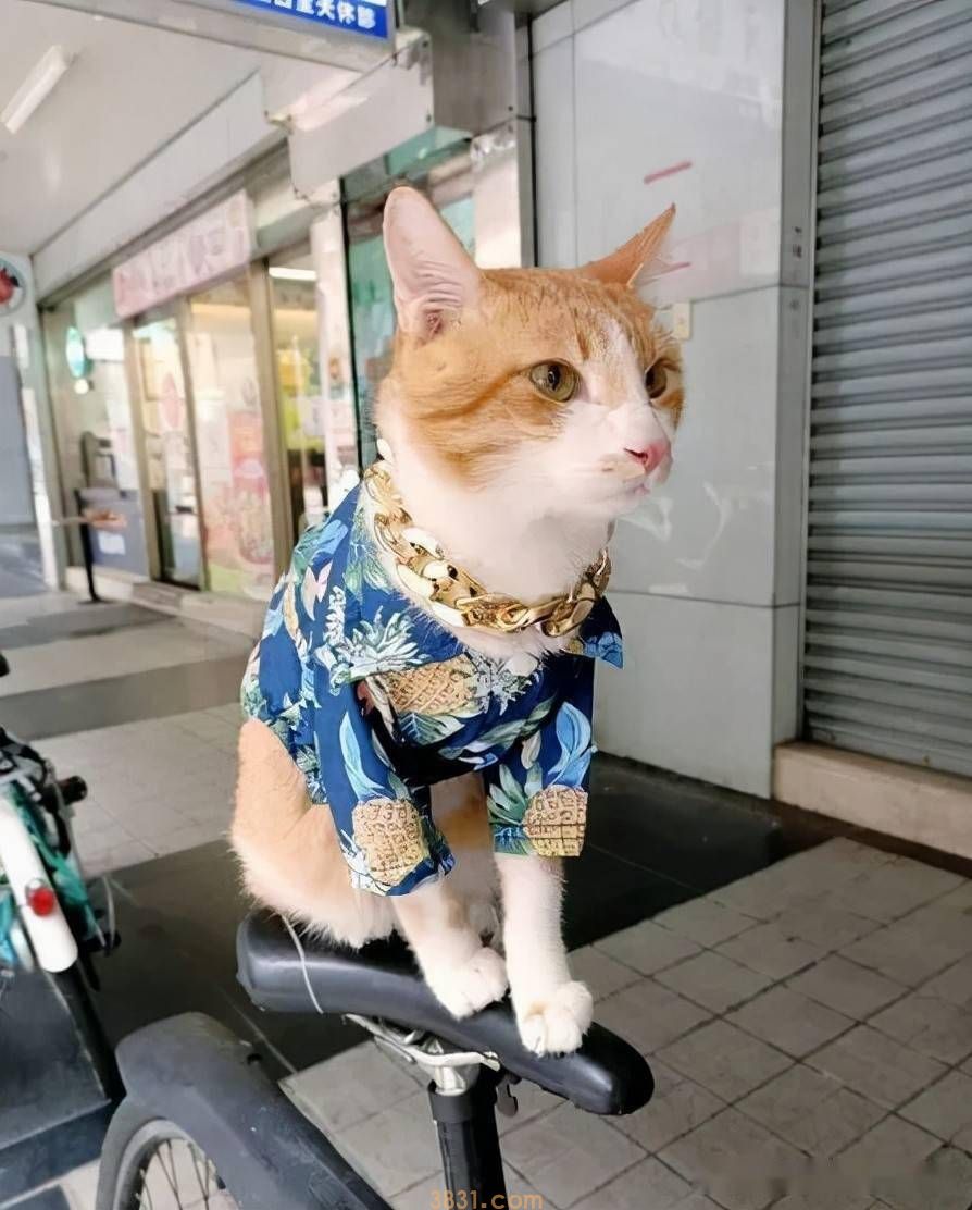 带猫买零食钱不行,店长竟提议:猫留下打工一小时还账 带猫买零食钱不行,店长竟提议:猫留下打工一小时还账