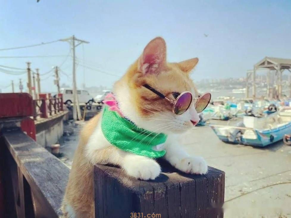 带猫买零食钱不行,店长竟提议:猫留下打工一小时还账 带猫买零食钱不行,店长竟提议:猫留下打工一小时还账