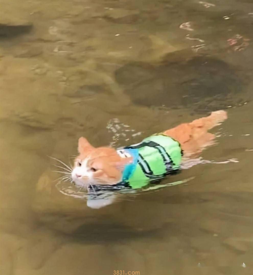 带猫买零食钱不行,店长竟提议:猫留下打工一小时还账 带猫买零食钱不行,店长竟提议:猫留下打工一小时还账