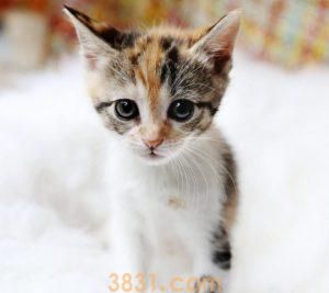 三个月猫咪隔几个小时喂一次?三个月小猫可以吃什么?(图1)