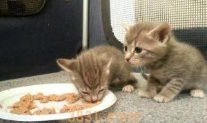 三个月猫咪隔几个小时喂一次?三个月小猫可以吃什么?(图2)