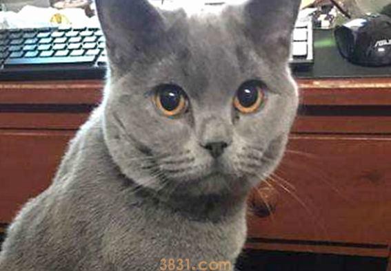 女子出门忘把蓝猫关笼里,匆促跑回家,开门一看直接愣住了! 女子出门忘把蓝猫关笼里,匆促跑回家,开门一看直接愣住了!