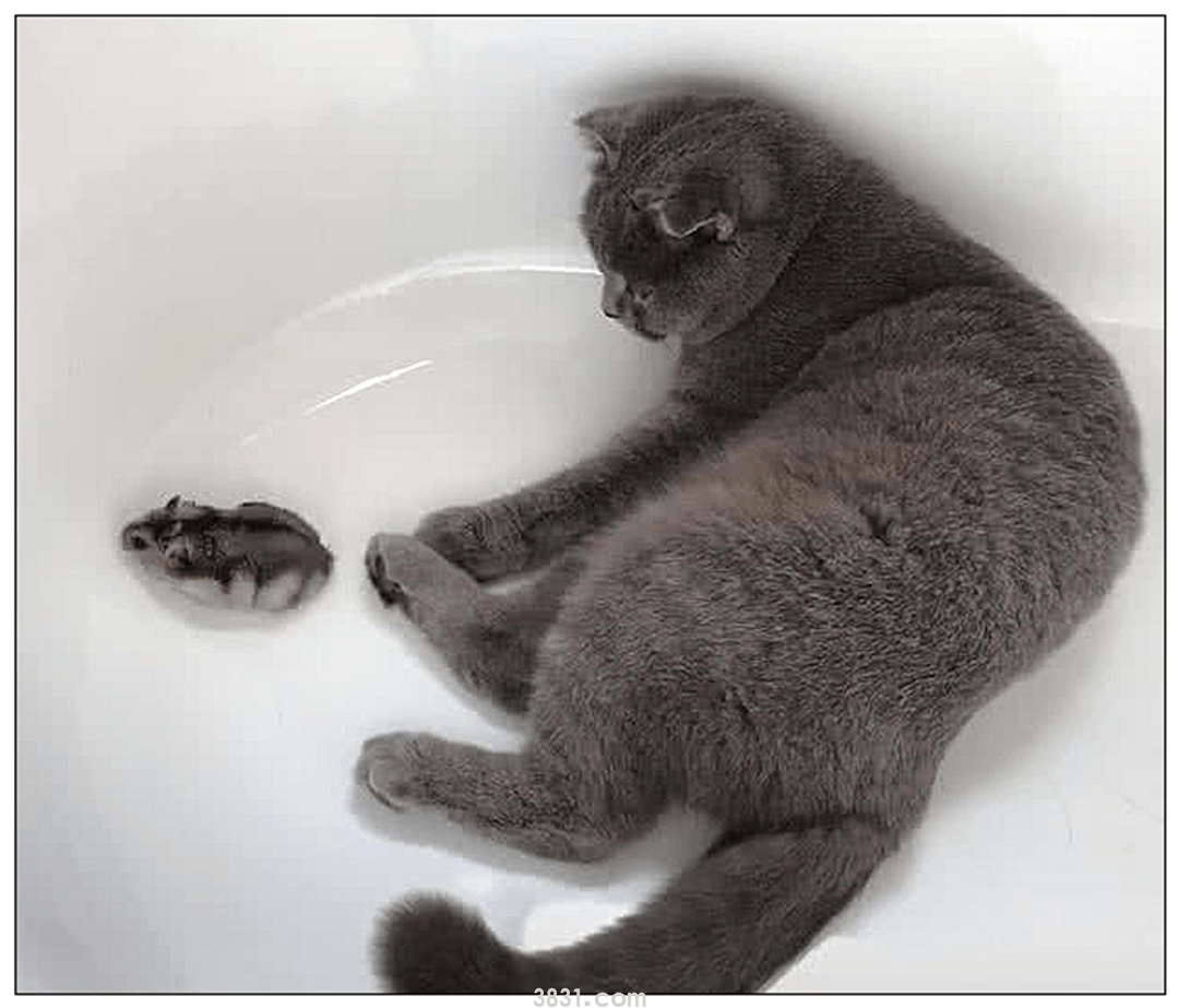 女子出门忘把蓝猫关笼里,匆促跑回家,开门一看直接愣住了! 女子出门忘把蓝猫关笼里,匆促跑回家,开门一看直接愣住了!