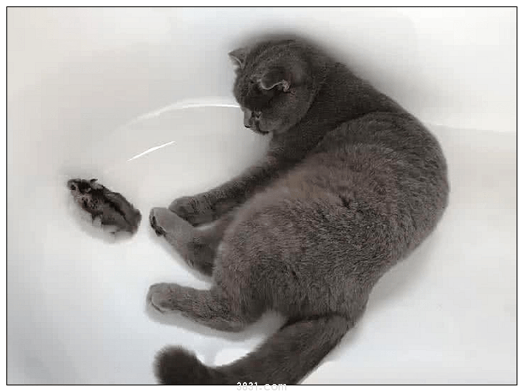 女子出门忘把蓝猫关笼里,匆促跑回家,开门一看直接愣住了! 女子出门忘把蓝猫关笼里,匆促跑回家,开门一看直接愣住了!