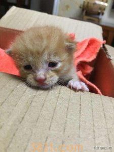 如何养活未断奶的小奶猫?喂养未断奶幼猫的方法(图2)