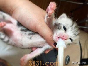 如何养活未断奶的小奶猫?喂养未断奶幼猫的方法(图4)