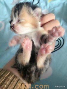 如何养活未断奶的小奶猫?喂养未断奶幼猫的方法(图3)