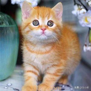 如何养活未断奶的小奶猫?喂养未断奶幼猫的方法(图5)