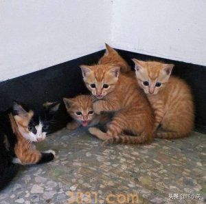 如何养活未断奶的小奶猫?喂养未断奶幼猫的方法(图6)