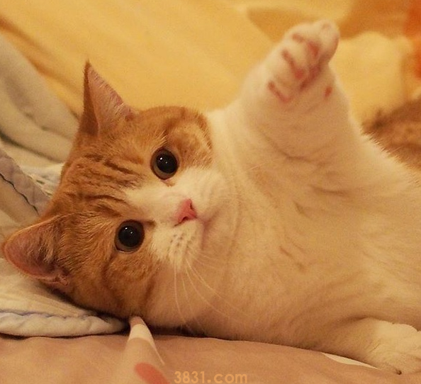 网曝江苏南通发现大型囤猫地,数千只猫咪被关密闭笼中苦楚哀嚎 网曝江苏南通发现大型囤猫地,数千只猫咪被关密闭笼中苦楚哀嚎