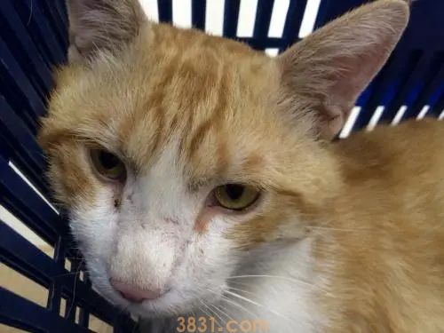 小伙将超市小猫悄悄抱走,却让自闭男孩失掉仅有朋友,他也很爱猫 小伙将超市小猫悄悄抱走,却让自闭男孩失掉仅有朋友,他也很爱猫