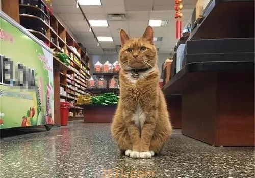 小伙将超市小猫悄悄抱走,却让自闭男孩失掉仅有朋友,他也很爱猫 小伙将超市小猫悄悄抱走,却让自闭男孩失掉仅有朋友,他也很爱猫