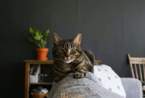 假如主人无意中做出这5种行为,猫咪会谅解吗?别太“频频”就好 假如主人无意中做出这5种行为,猫咪会谅解吗?别太“频频”就好