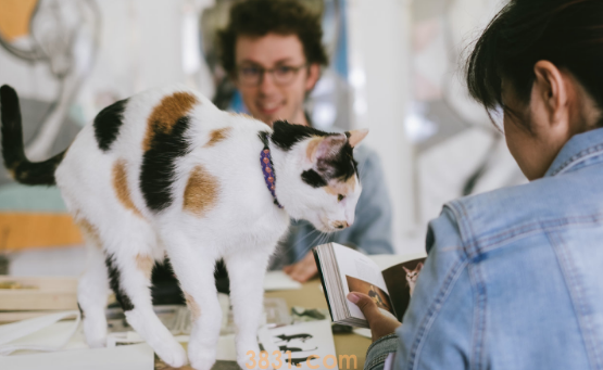 假如主人无意中做出这5种行为,猫咪会谅解吗?别太“频频”就好 假如主人无意中做出这5种行为,猫咪会谅解吗?别太“频频”就好