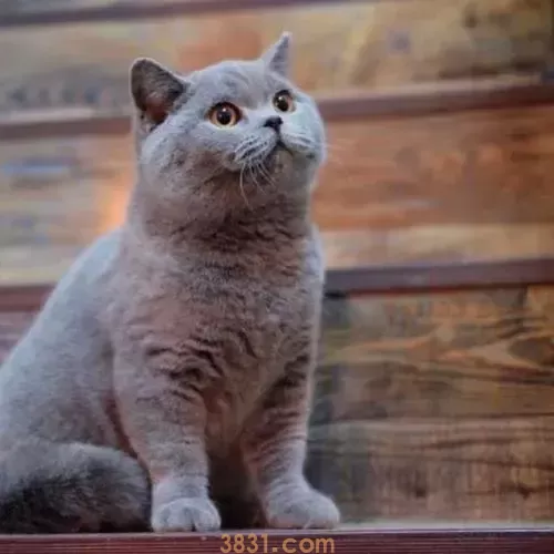 成年猫一天吃多少克猫粮?(图2)