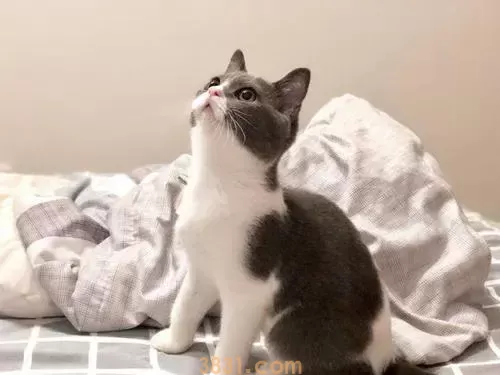 成年猫一天吃多少克猫粮?(图1)