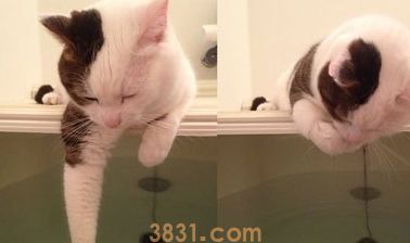 女子处处找不到猫,最终发现猫趴浴缸上不动吓一跳 女子处处找不到猫,最终发现猫趴浴缸上不动吓一跳