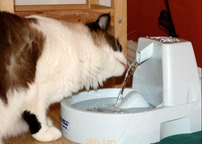 猫主子为何钟情马桶水?这篇文章告知你~ 猫主子为何钟情马桶水?这篇文章告知你~